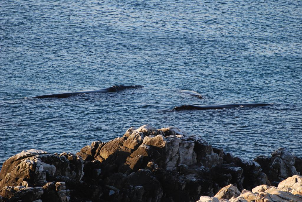 Whaletale De Kelders Exterior foto