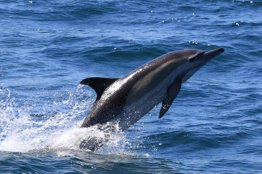 Whaletale De Kelders Exterior foto